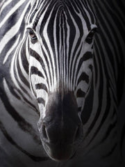 Carica immagine nella Galleria, Night Zebra (460PW) - Sandalo da Donna in Camoscio Nero elastici neri con Tallone in Raso seta Zebrato e tacco a spillo rivestito in raso seta zebrato