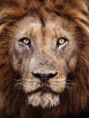 Carica immagine nella Galleria, Lion Red Silver Black (PJ) - Mocassino da Uomo in Camoscio Rosso con Miniborchie Nere/Argento e Zanne