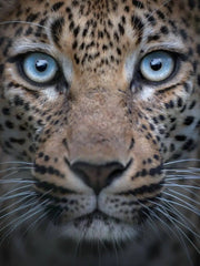 Carica immagine nella Galleria, CURTIS Leopard (800PW) - Mocassino da Uomo in Camoscio nero con Swarovski neri borchiette marrone e Oro Maculata Livrea Leopardo Wishdance
