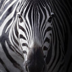 Load image into Gallery viewer, Savana (NY09) - Unisex Jazz Shoe in Black Leather with Zebra pattern and personalized front piece
