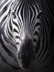 Load image into Gallery viewer, Savana (NY09) - Unisex Jazz Shoe in Black Leather with Zebra pattern and personalized front piece
