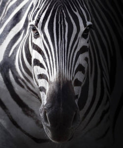 Sebras / Zebra (MS21) - Mocassino in Raso seta Zebrato profili neri Forma lunga