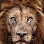 Load image into Gallery viewer, Lion Red Silver (800PJ) - Red Suede Moccasin for Men with Red / Silver Laminated Mini Studs and Fangs
