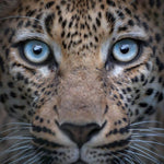 Load image into Gallery viewer, AKIM (MS21) - Moccasin in Leopard spotted pony skin Beige brown mottled long shape
