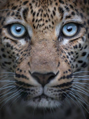 Load image into Gallery viewer, Laura Leopard - Sandalo da donna con stringa camoscio marrò in Cavallino Maculato Leopardo Beige Marrò
