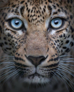 Leopard (800PW) - Mocassino da Uomo in Camoscio nero con Swarovski neri borchiette marrone e Oro Maculata Livrea Leopardo